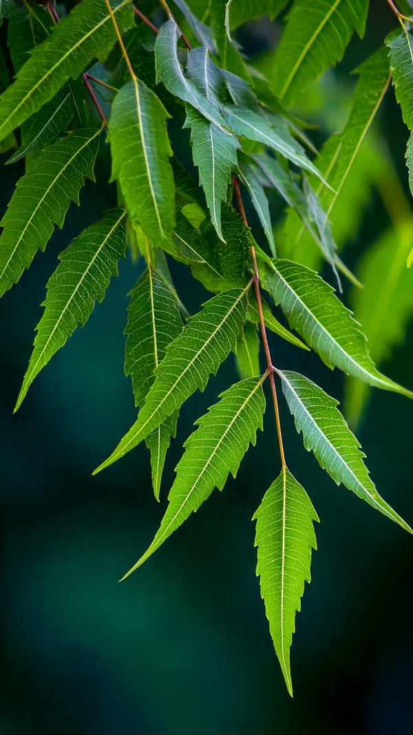 Neem