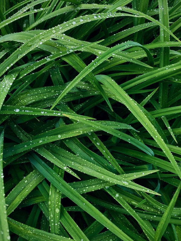 Lemongrass