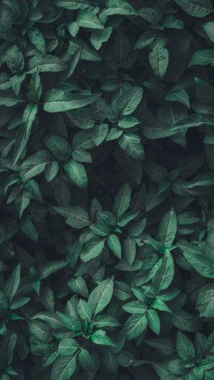 Neem Extract